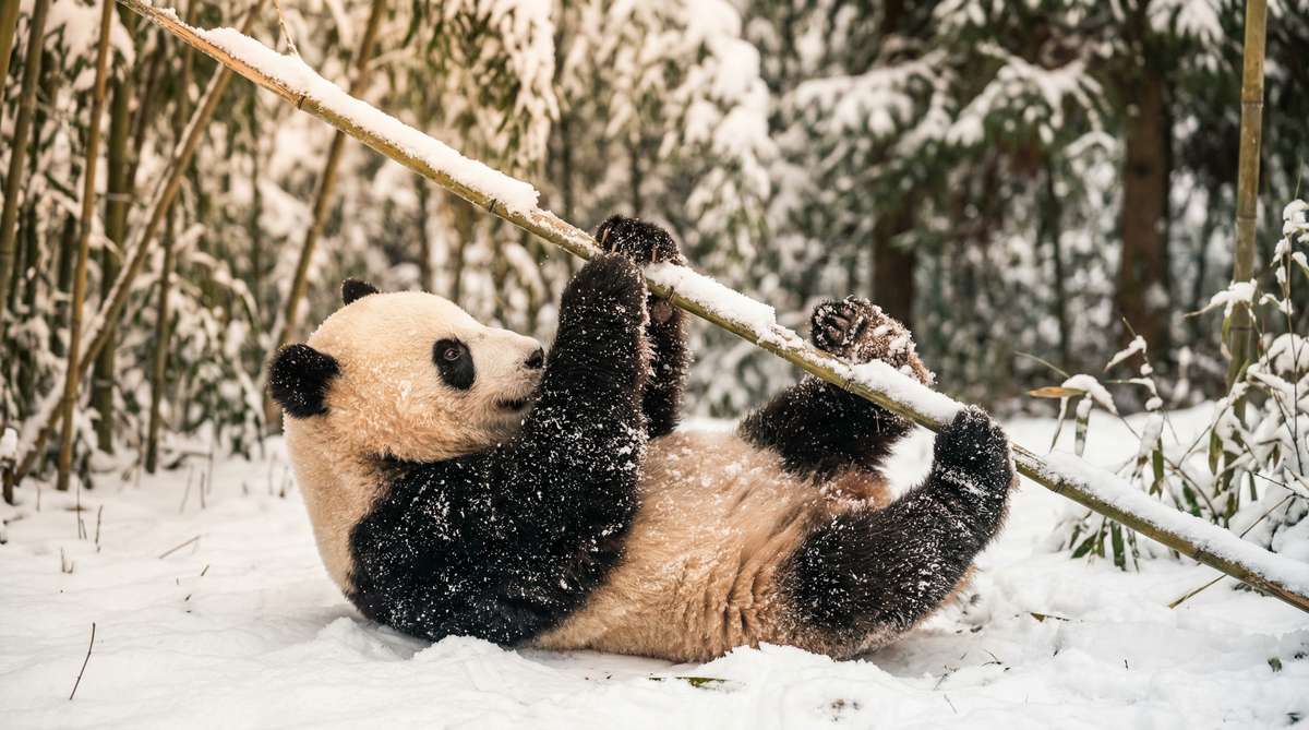 麻豆今日推荐熊猫视频