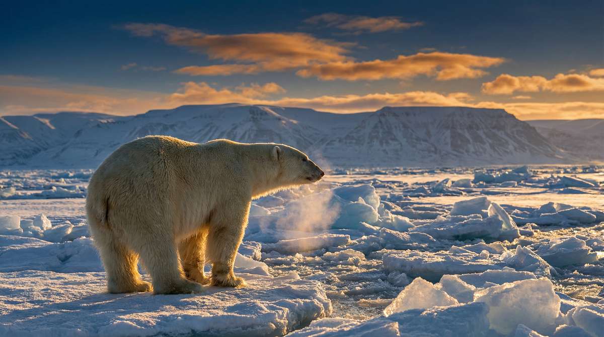 麻豆今日推荐北极熊视频